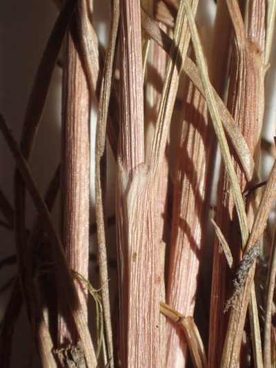 Juncus interior, photographed by Allan Harris