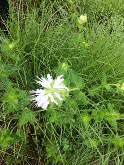 Monarda lindheimeri, photographed by Jaime González