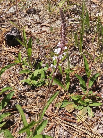 Verbena carnea, photographed by Alpha Wolf