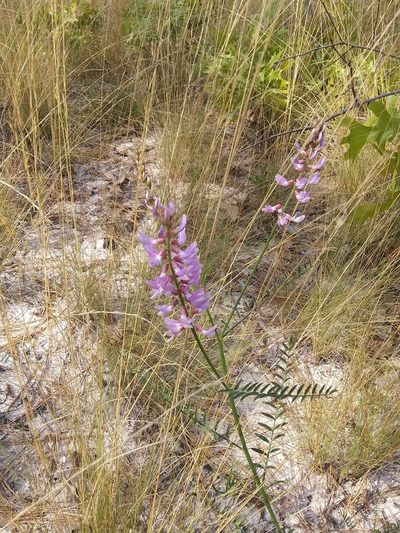 Astragalus michauxii, photographed by Alpha Wolf