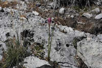 Zephyranthes lindleyana, photographed by Juan Cruzado Cortés
