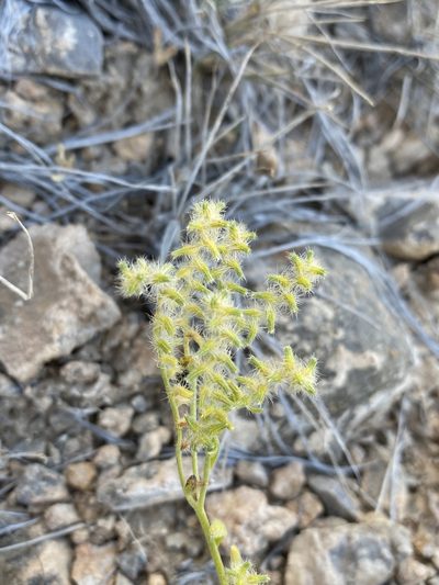 Cryptantha recurvata, photographed by Matt Berger