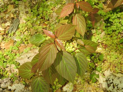 Viburnum setigerum, photographed by Navin Sasikumar