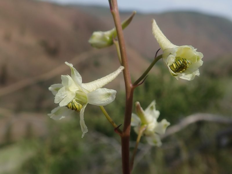 Delphinium xantholeucum, photographed by Nolan Exe