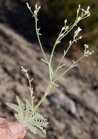 Aliciella hutchinsifolia, photographed by Steve Matson