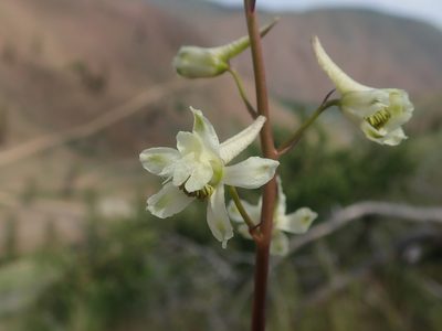 Delphinium xantholeucum, photographed by Nolan Exe