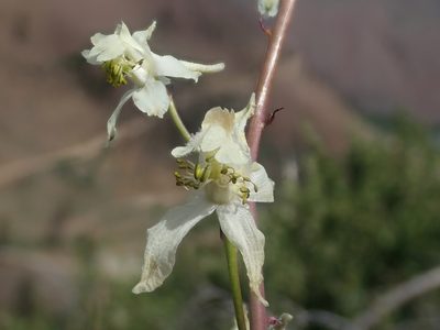 Delphinium xantholeucum, photographed by Nolan Exe