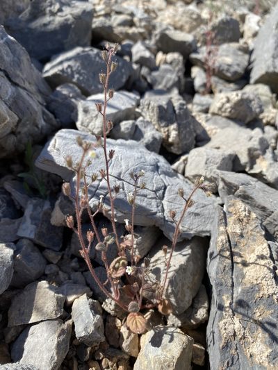 Phacelia barnebyana, photographed by Matt Berger