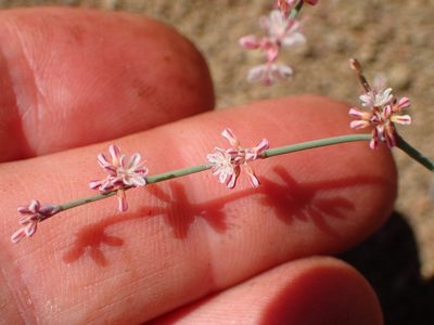 Eriogonum cithariforme, photographed by George Williams