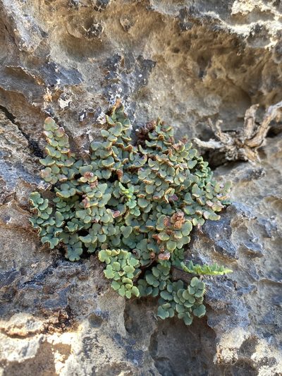 Argyrochosma jonesii, photographed by Matt Berger
