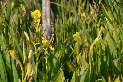 Canna flaccida, photographed by Jody Shugart