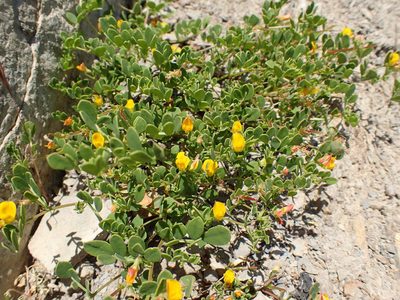 Acmispon maritimus, photographed by George Williams