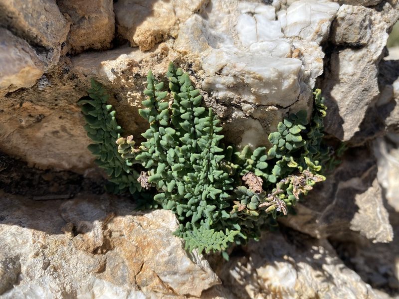 Argyrochosma jonesii, photographed by Matt Berger