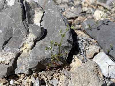 Galium proliferum, photographed by Matt Berger