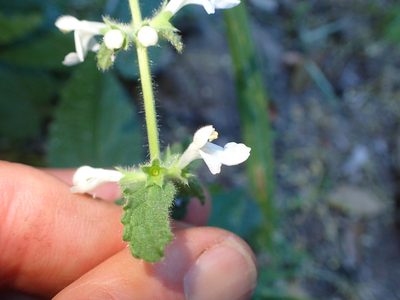 Stachys bullata, photographed by George Williams