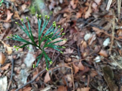 Schizaea dichotoma, photographed by Paul Bell-Butler