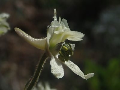 Delphinium xantholeucum, photographed by Nolan Exe