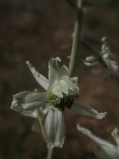 Delphinium xantholeucum, photographed by Nolan Exe