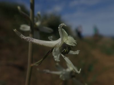 Delphinium xantholeucum, photographed by Nolan Exe