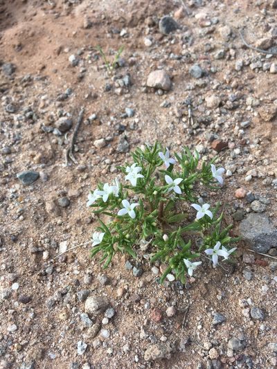 Houstonia humifusa, photographed by Cecelia Alexander