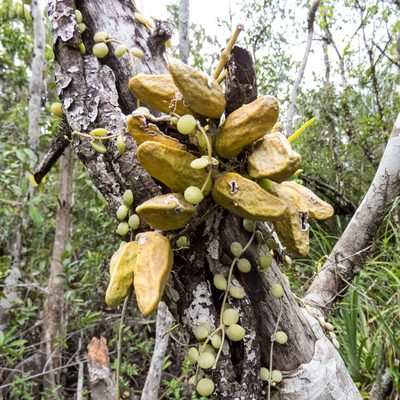 Dischidia major, photographed by Gerard Chartier