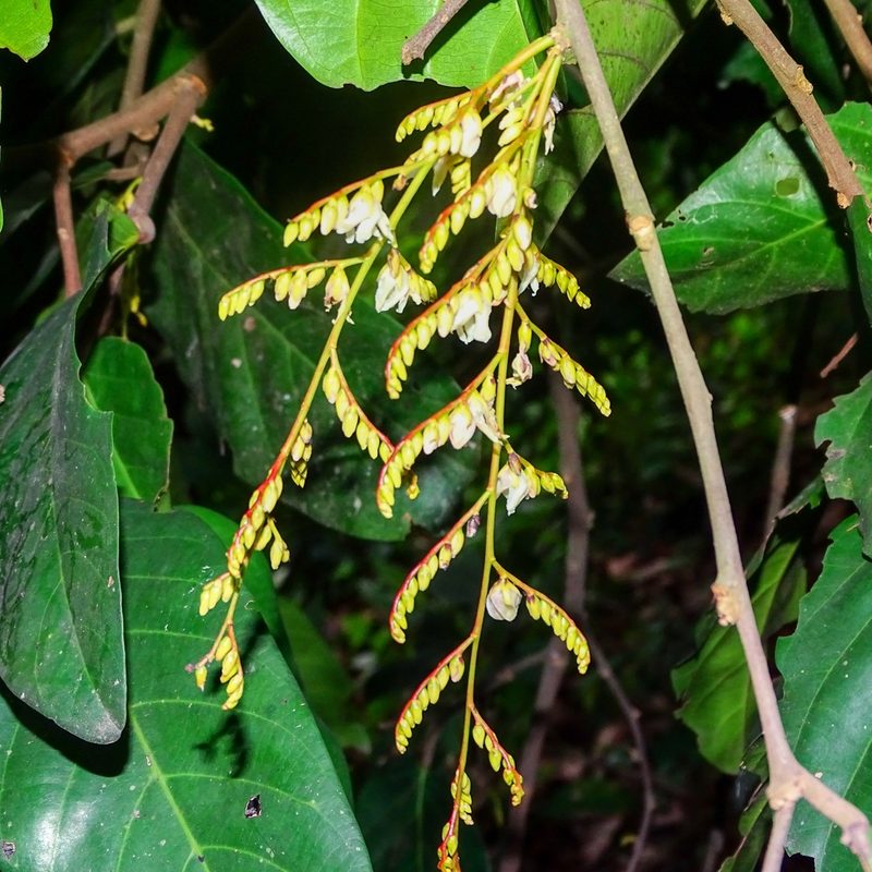 Hopea ponga, photographed by renjus box