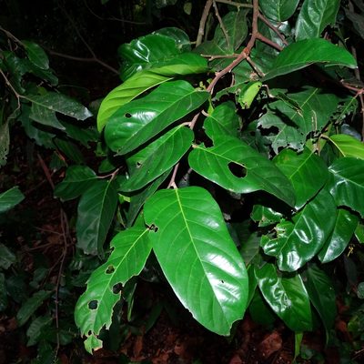 Hopea ponga, photographed by renjus box