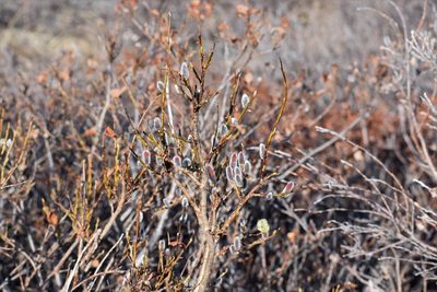 Salix pulchra, photographed by Syd Cannings