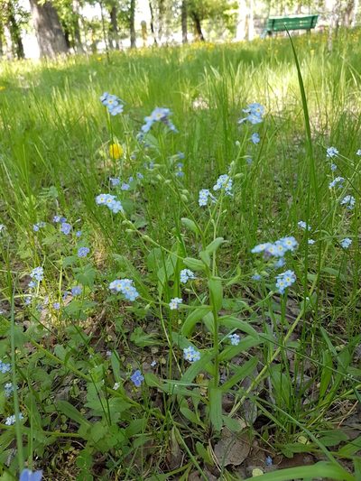 Myosotis krylovii, photographed by Татьяна Фирсова