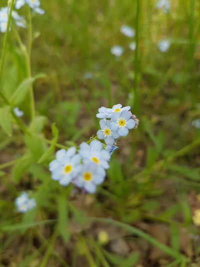 Myosotis krylovii, photographed by Татьяна Фирсова
