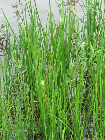 Eleocharis quadrangulata, photographed by Laura Clark