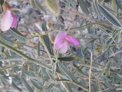 Tephrosia uniflora, photographed by Jacky Judas