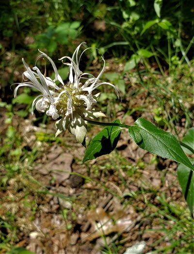 Monarda russeliana, photographed by shzimmer