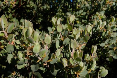 Arctostaphylos obispoensis, photographed by paulexcoff