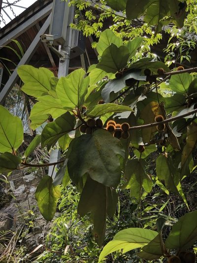 Ficus triloba, photographed by Yi CHEN