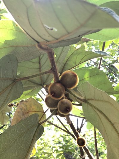 Ficus triloba, photographed by Yi CHEN