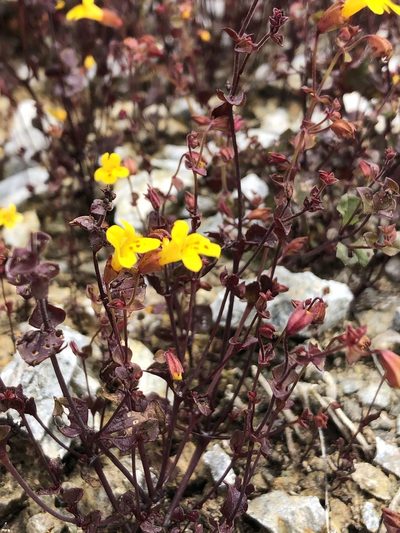 Erythranthe serpentinicola, photographed by paulexcoff