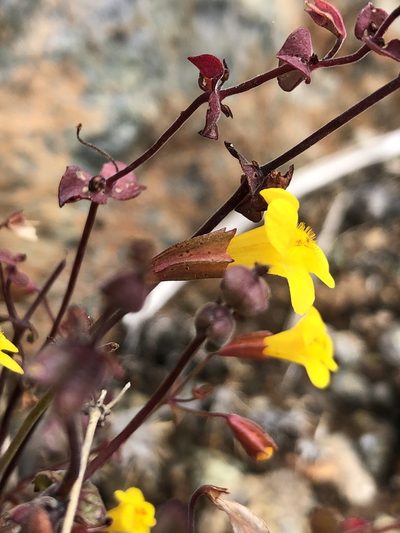Erythranthe serpentinicola, photographed by paulexcoff