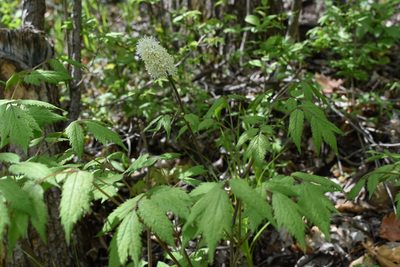 Actaea asiatica, photographed by Repina Tatyana