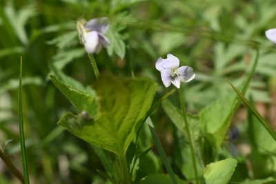 Viola acuminata, photographed by Repina Tatyana