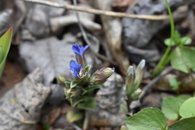 Gentiana zollingeri, photographed by Repina Tatyana