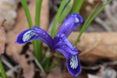 Iris uniflora, photographed by Repina Tatyana