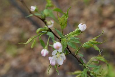 Prunus glandulosa, photographed by Repina Tatyana