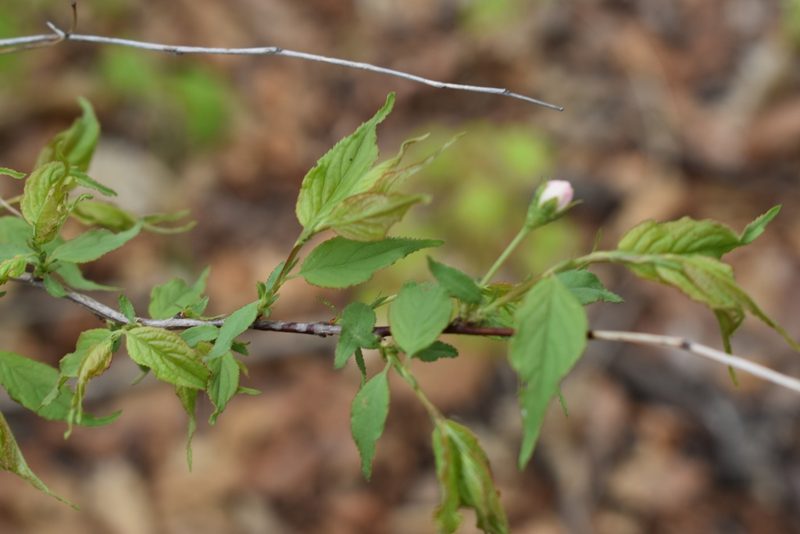 Prunus glandulosa, photographed by Repina Tatyana