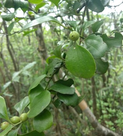 Dendrotrophe varians, photographed by portioid