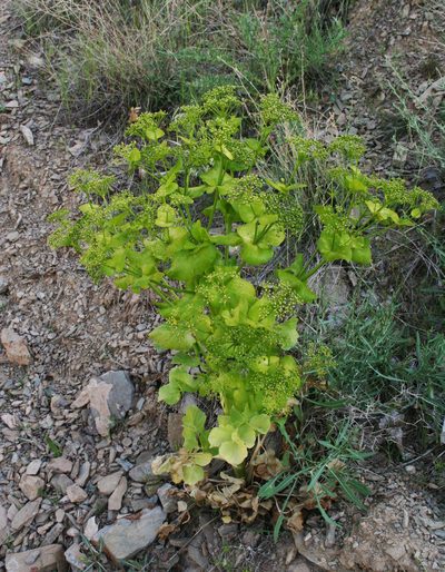 Smyrnium cordifolium, photographed by Oleg Kosterin