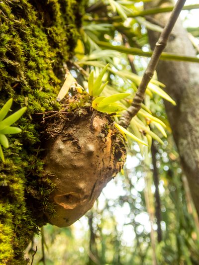 Hydnophytum formicarum, photographed by Gerard Chartier