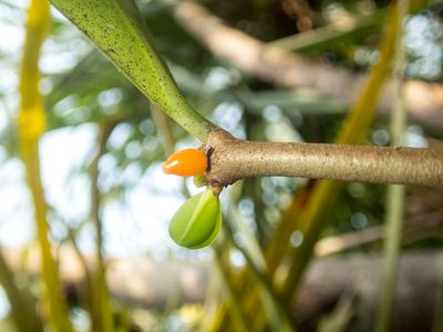 Hydnophytum formicarum, photographed by Gerard Chartier