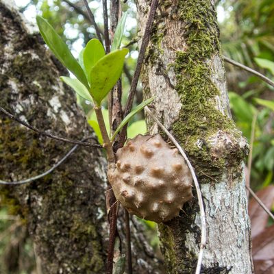Hydnophytum formicarum, photographed by Gerard Chartier