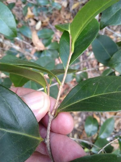 Xylosma terrae-reginae, photographed by Tony van Kampen